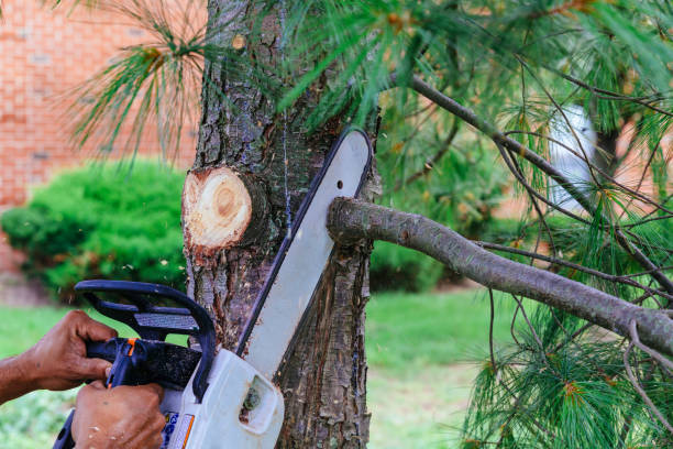 Wakarusa, IN Tree Removal Company